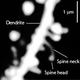 Image for article titled We May Finally Know Why Sleep Improves Memory